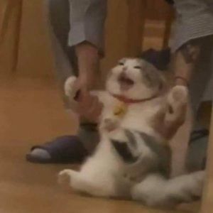 Meet your Posher, Bendy